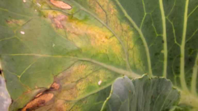 news thumbnail syngenta 
