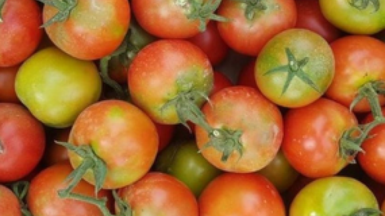 New Syngenta thumbnail 285X214