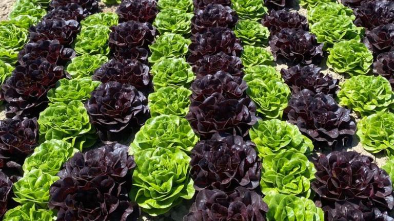 Multileaf Lettuce