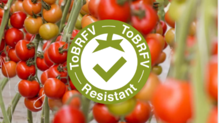 ToBRFV Resistant varieties