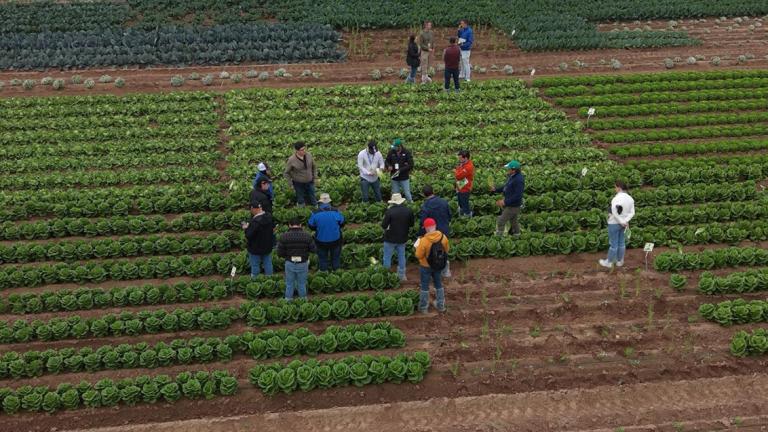 Salads Demo Days 2026