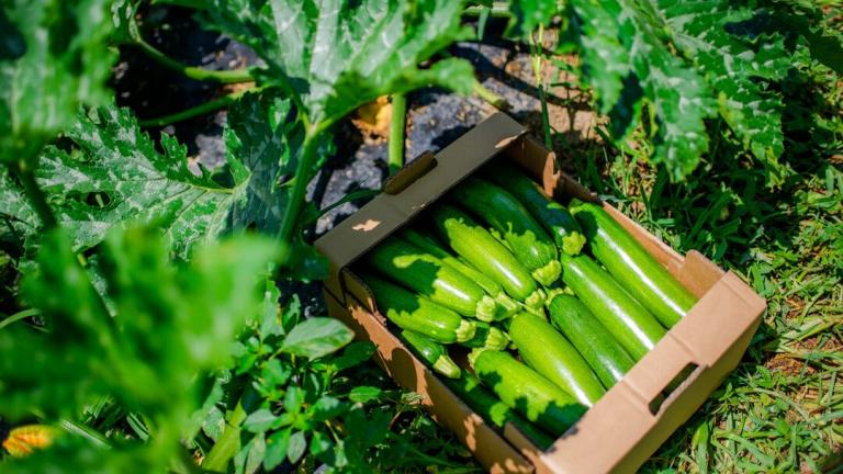 Zucchini in field