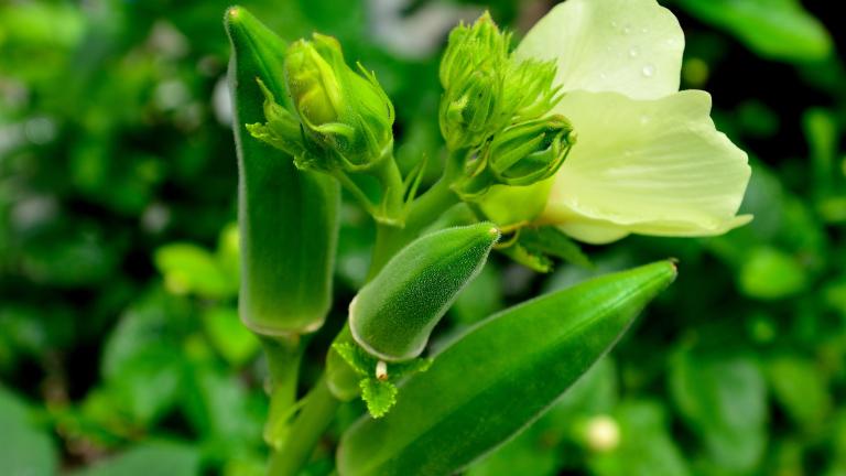 okra