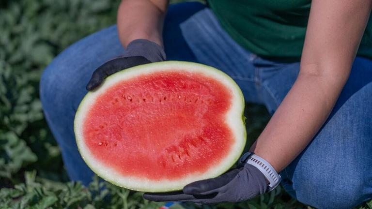 watermelon-red