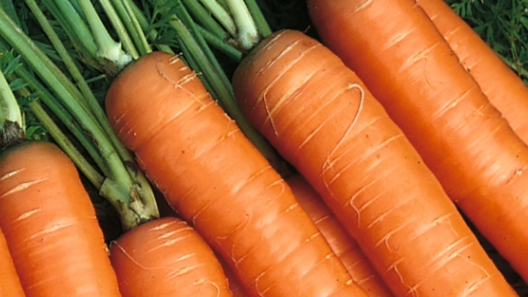 carrot portfolio hero banner