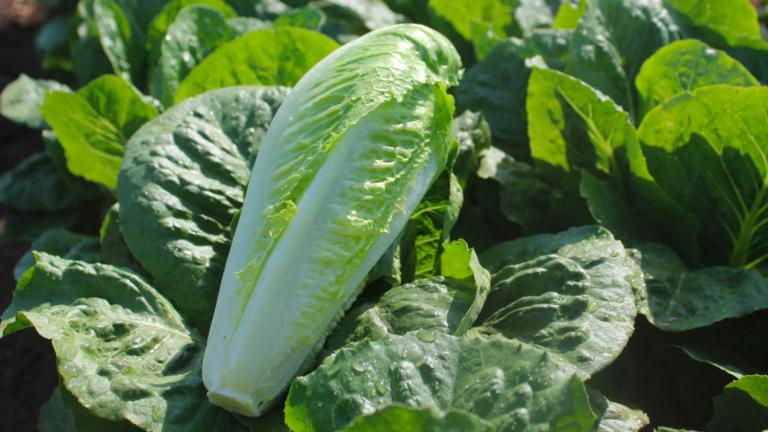 stampede romain lettuce in field