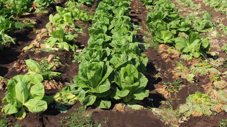 comparison of romaine in field