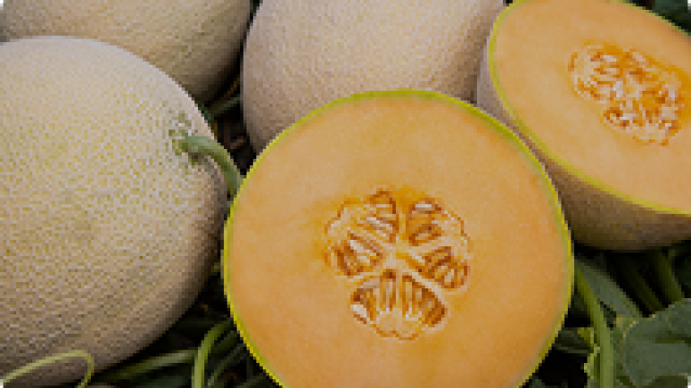 curcubits image