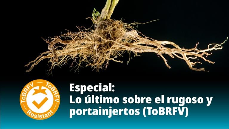 Especial: Lo último sobre rugoso y portainjertos
