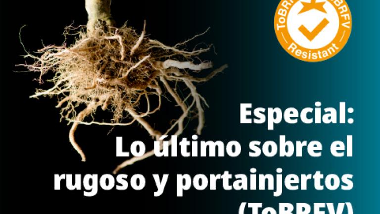 Especial: Lo último sobre rugoso y portainjertos