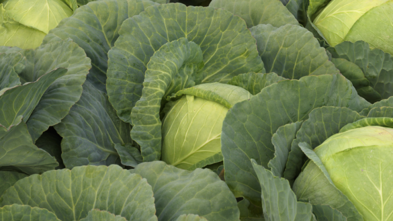 landing page hero cabbage 