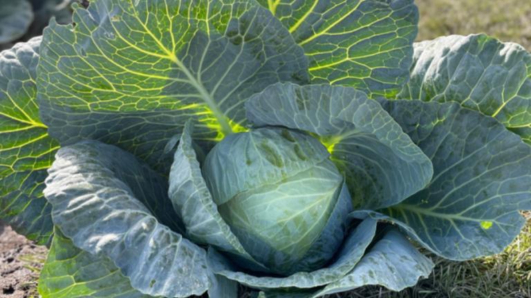 brassicas