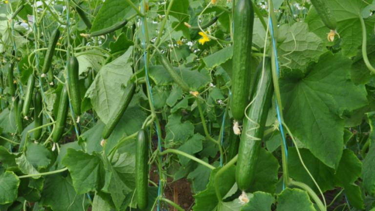 cucumber