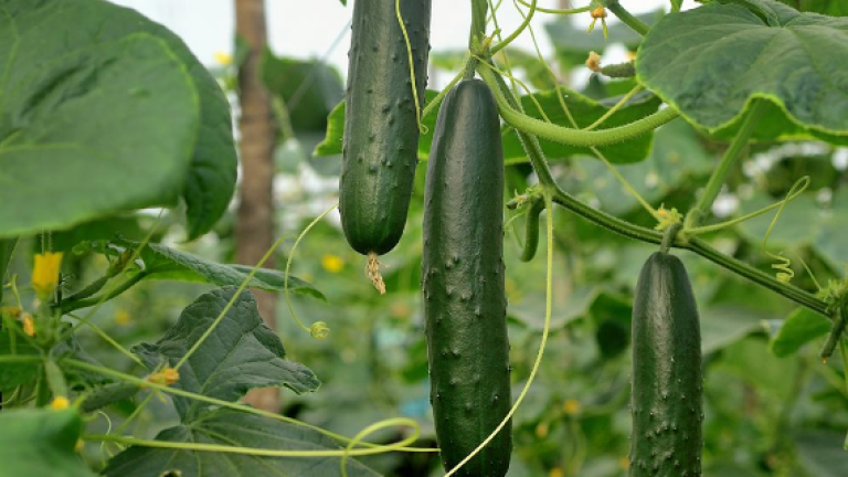 Cucumber image