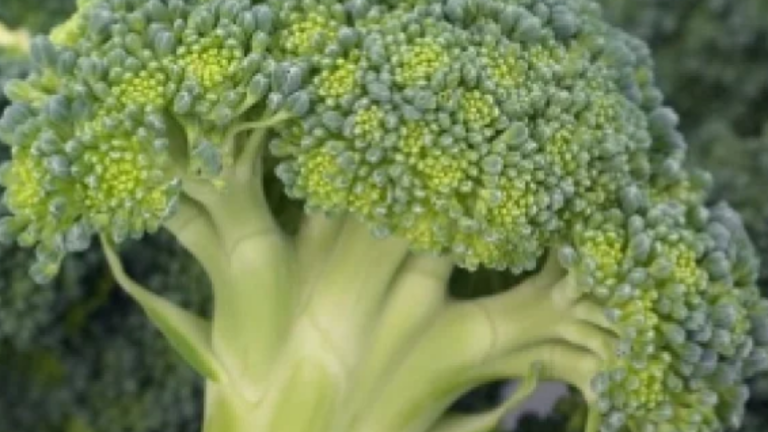 landing page hero broccoli