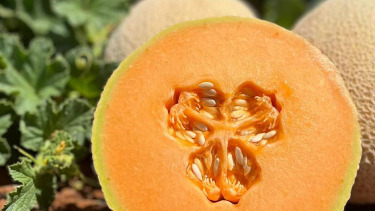 landing page hero melon