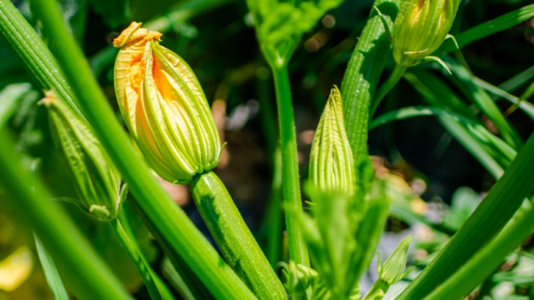 landing page hero zucchini