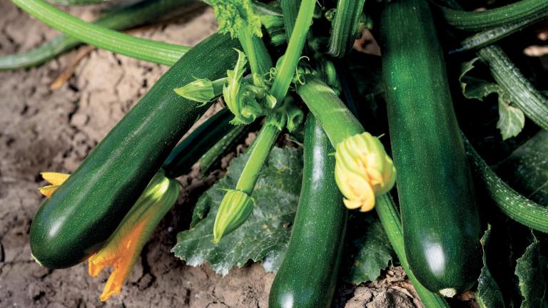 jolly_zucchino