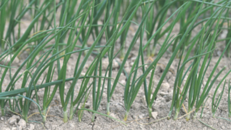 Rows of green onion plants growing in dry soil