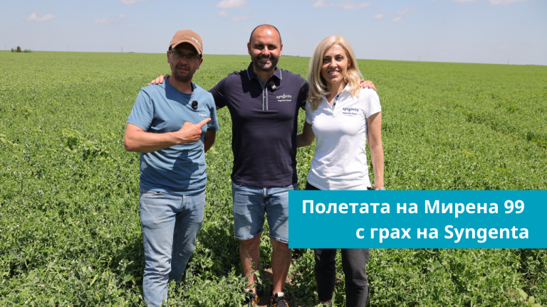 Грах на полето на Мирена 99 в Долни Дъбник