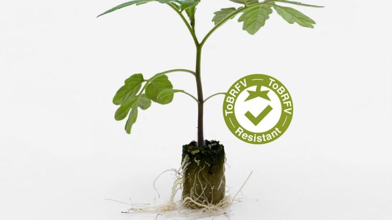 Young tomato seedling with roots exposed beside green organic certification badge