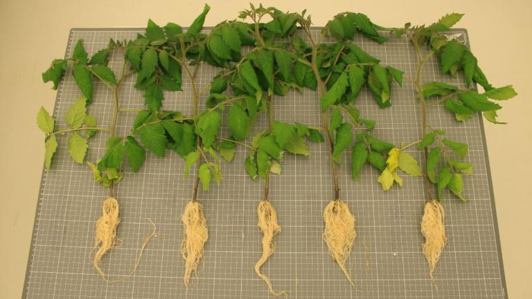 Rootstock Study 2026