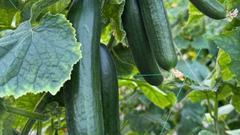 Three green cucumbers hanging on the vine among large leaves