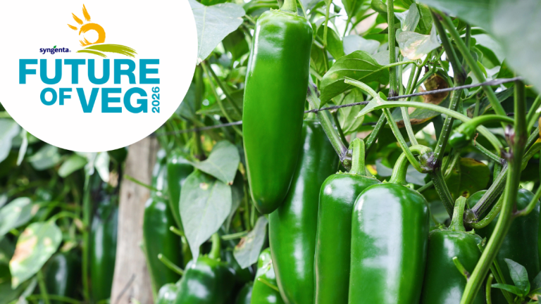 Jalapeno peppers on plant with Syngenta Future of Veg logo displayed on white circle
