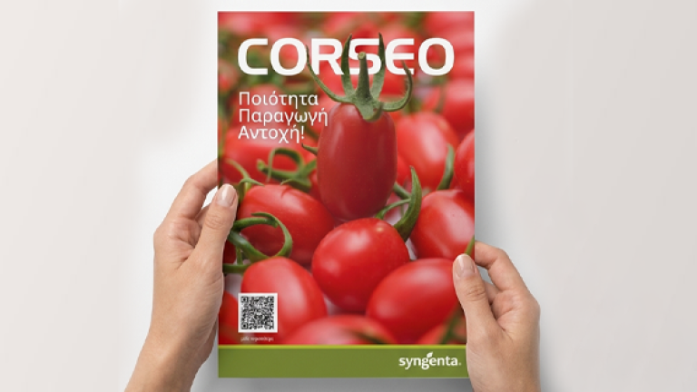 Hands holding a Corseo mini plum tomato leaflet