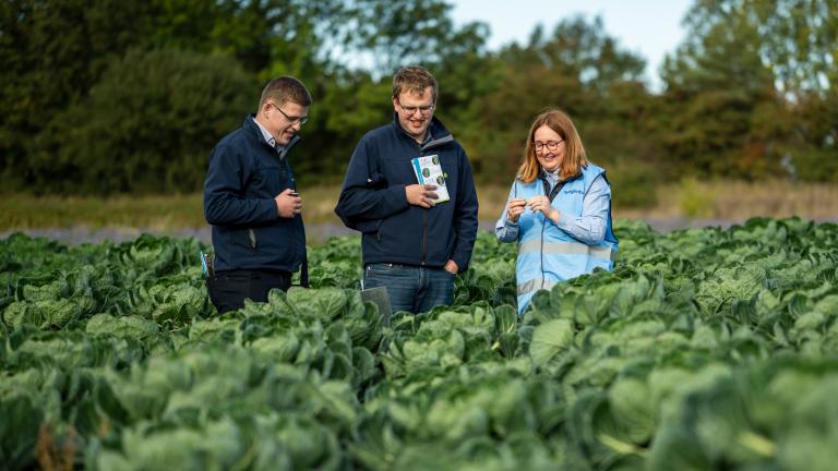 Three adults in a cabbage field, chatting outdoors