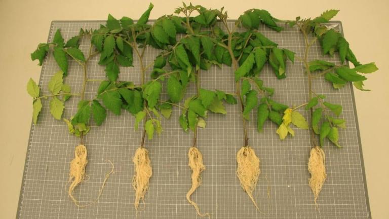 Green vine plant hanging over a grid panel, with five dried roots below