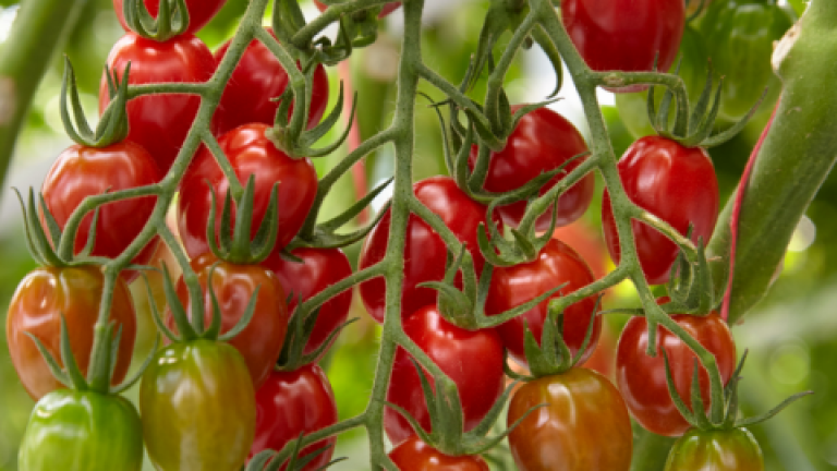 Clusters of red and green cherry tomatoes on the vine against green leaves
