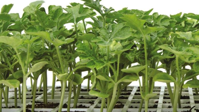 Rows of green seedlings growing in a tray under bright light