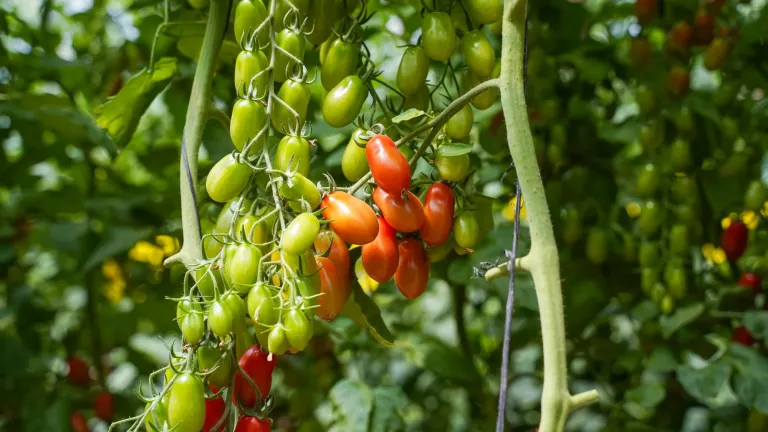Cluster of ripening tomatoes, green to red, hanging on vine in garden