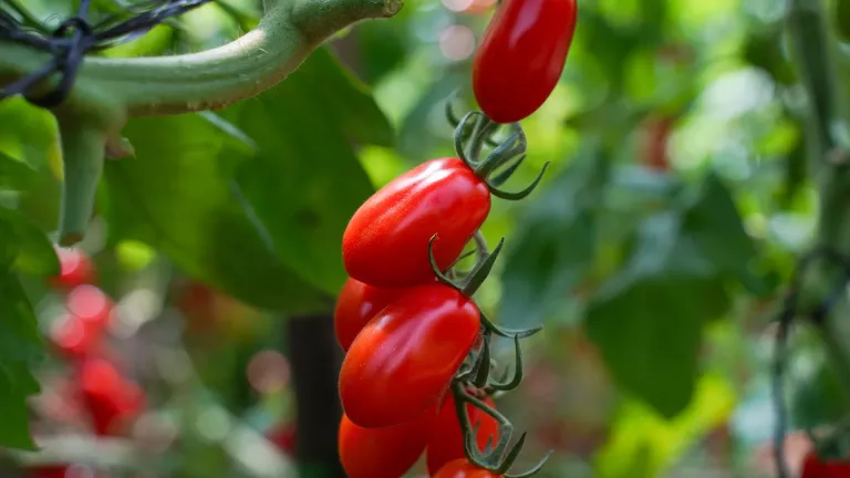 5 sobres de 1 KS (1.000 semillas) de Tomate Corbyn.