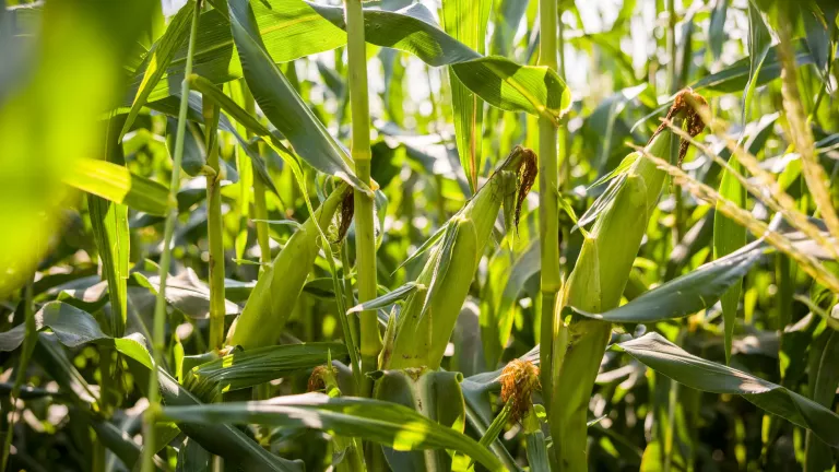Sunlit green corn plants growing close together in a field