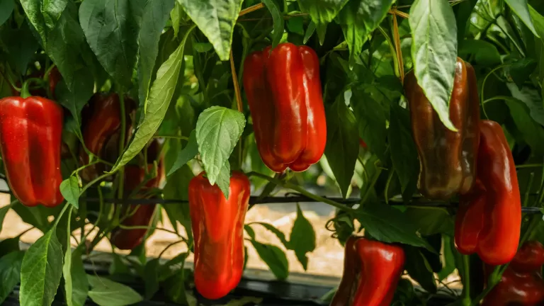 Red bell peppers growing on a plant with green leaves