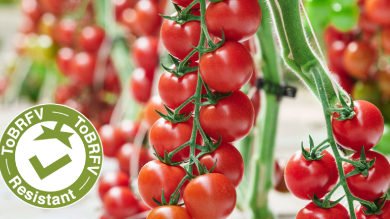 Tomato-resistant-to-ToBRFV