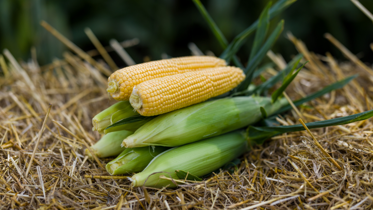 Two ears of corn on green husks resting on straw outdoors