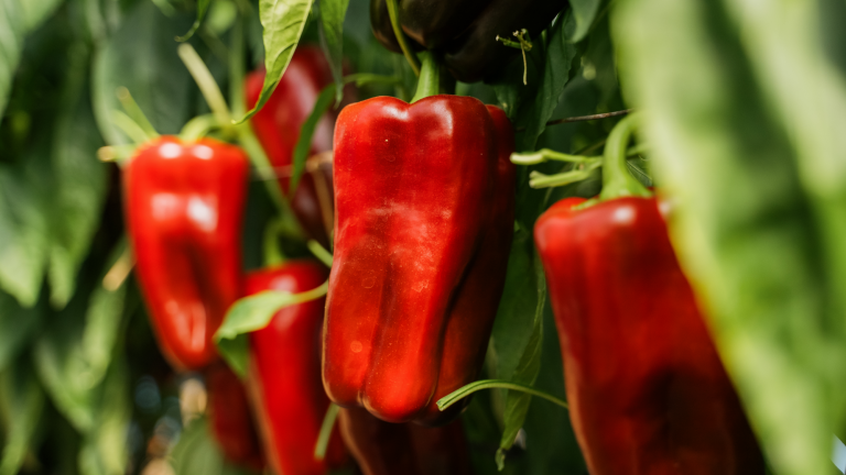 5 sobres de 1 KS (1.000 semillas) de Pimiento Tropero.