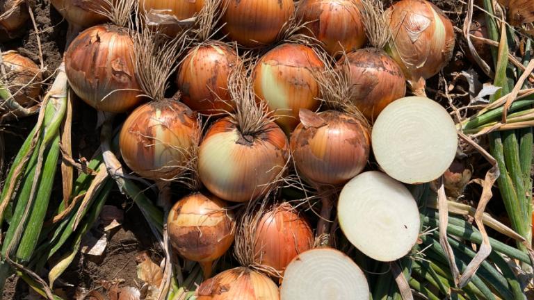 Pile of onions on soil, with several sliced halves showing white centers