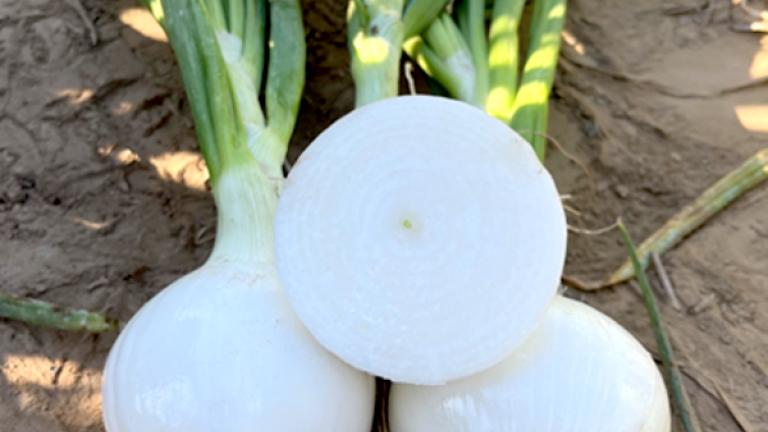 Three white onions with roots on soil among green leaves