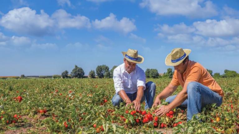 Two people in straw hats picking red tomatoes in a sunny field