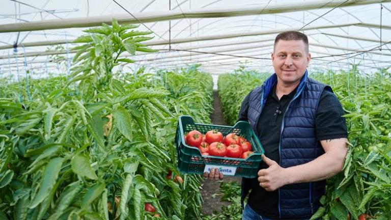 Man holding crate of tomatoes in a greenhouse among tall green plants.
