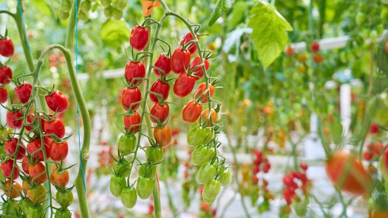 Clusters of red cherry tomatoes hanging on vines in a greenhouse