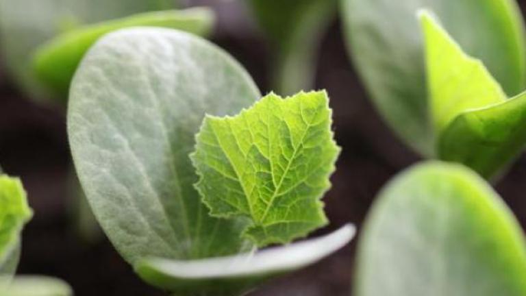 Close-up of young green seedlings sprouting from dark soil.