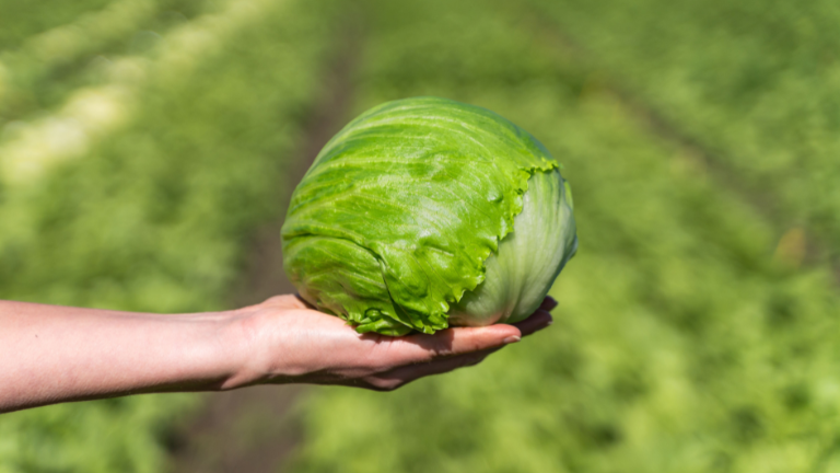Summer Iceberg that offers flexibility due to a long harvest window, combining high heat tolerance, slow head development, and strong internal tipburn tolerance; adaptable to different growing locations