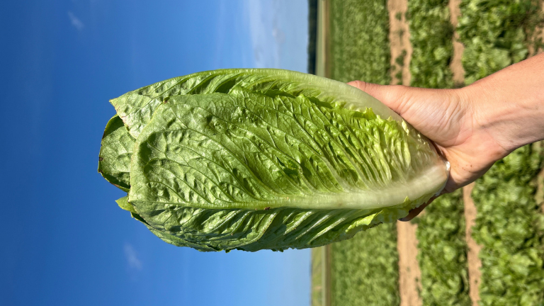 Blond romaine, with a very upright plant structure, beautiful upside presentation &amp; early closing leaf, also suitable for heart harvest