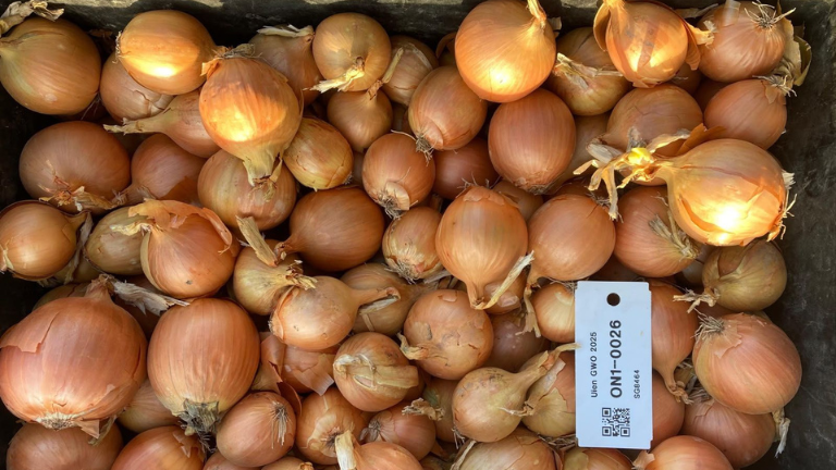 Long Day Onion with High Resistance against Downy Mildew