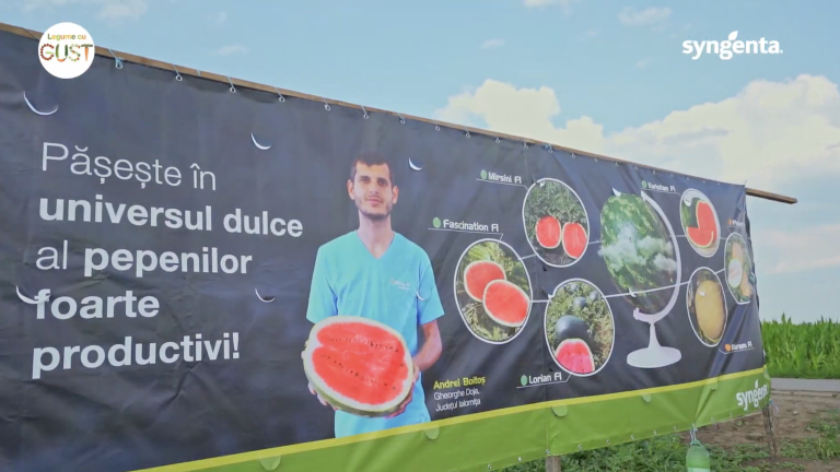 Testimonial Andrei Boitoș: De ce am ales pepenii Syngenta?